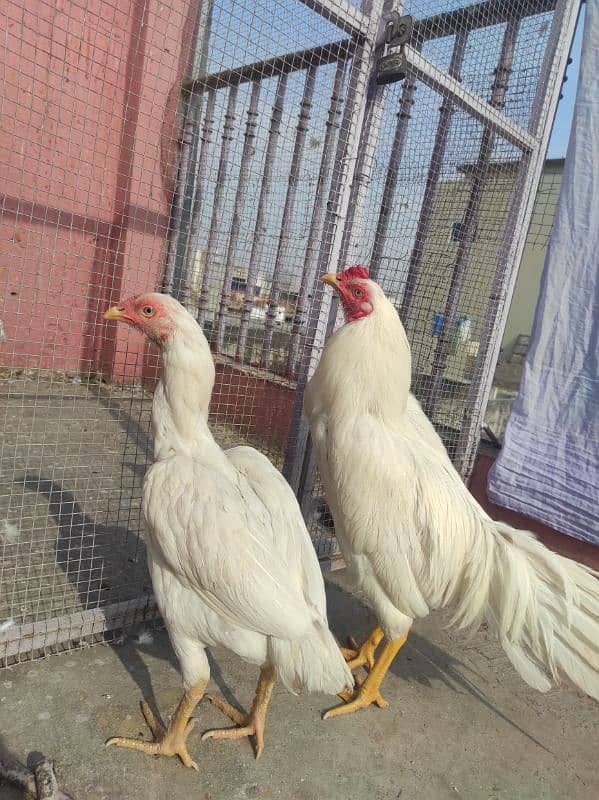 Heera pair for sale 6