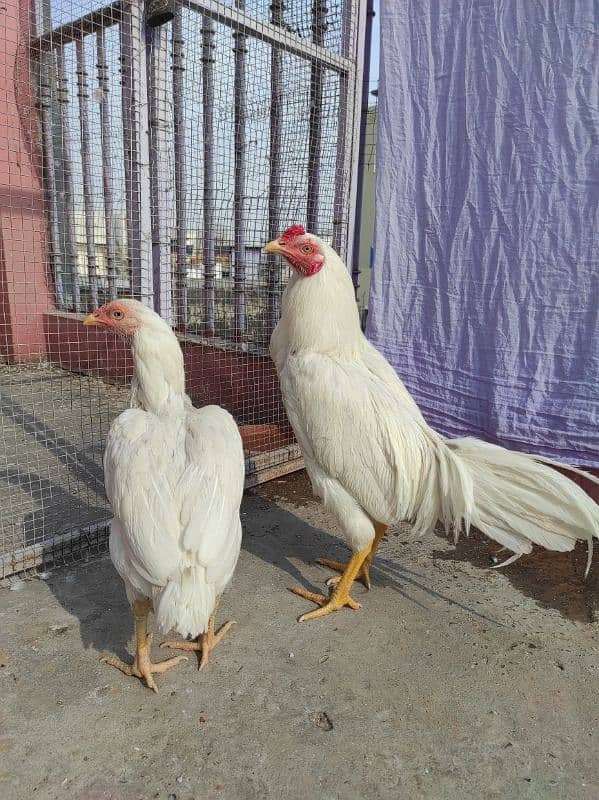 Heera pair for sale 7