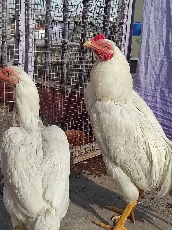 Heera pair for sale 9