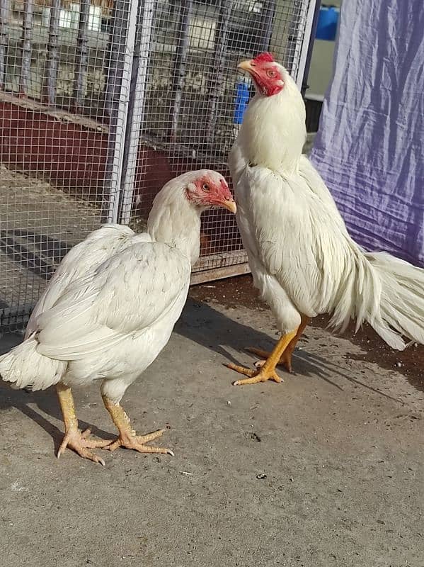 Heera pair for sale 10