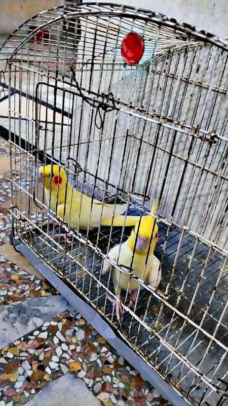 cockatiel briedar pair 0