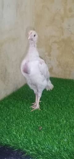 White king Shamo /O Shamo  Chicks  0313-4838942