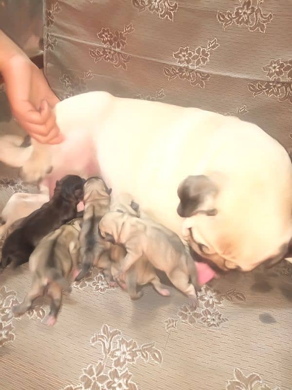 pug puppies sale 0