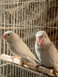 Albino Black eyes Breeder Pairs