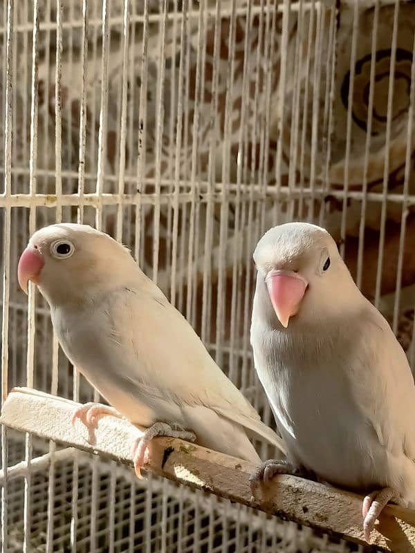 Albino Black eyes Breeder Pairs 0