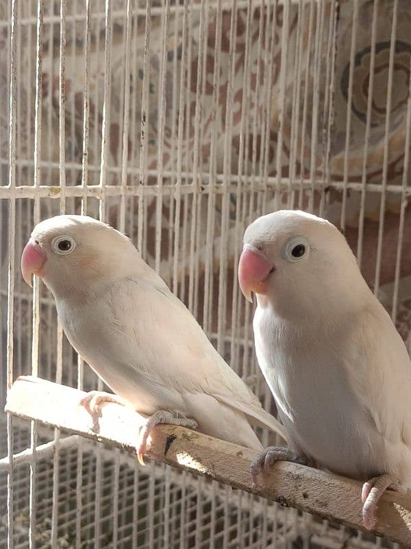 Albino Black eyes Breeder Pairs 1