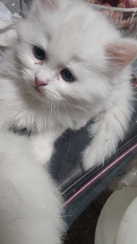 4 Kittens Fluffy 2 month Age Full Active 0