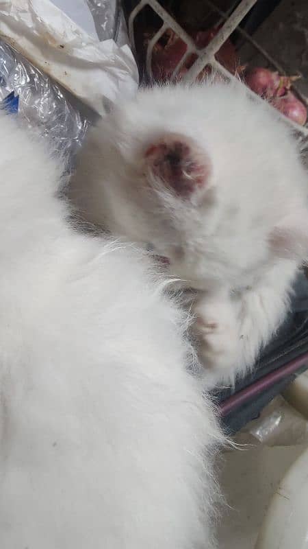 4 Kittens Fluffy 2 month Age Full Active 2