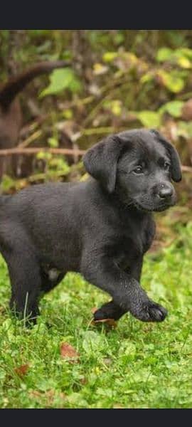 black lab male puppy available 0