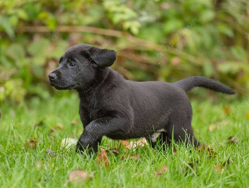 black lab male puppy available 1