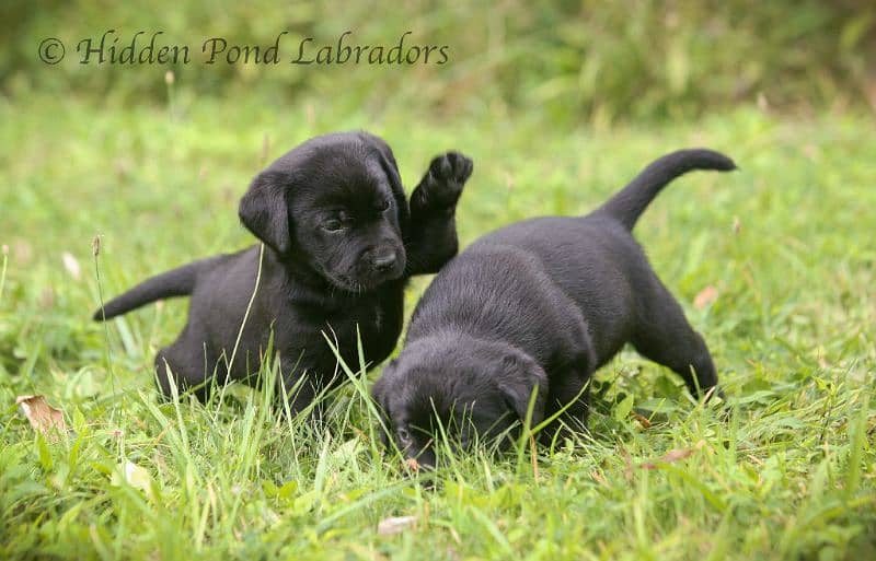 black lab male puppy available 2