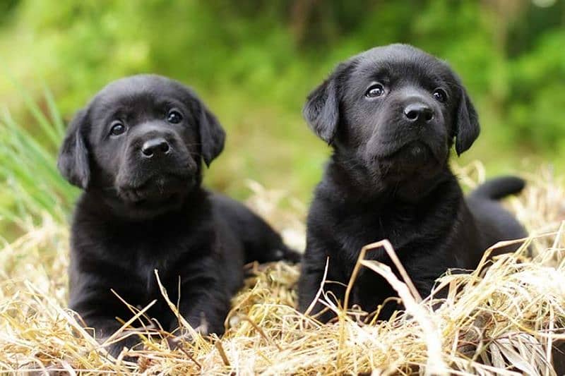 black lab male puppy available 3