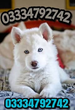 white Siberian husky