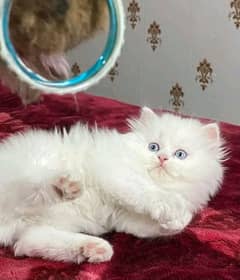 Persian kittens triple coat pair for sale contact Whatsapp 03292450894