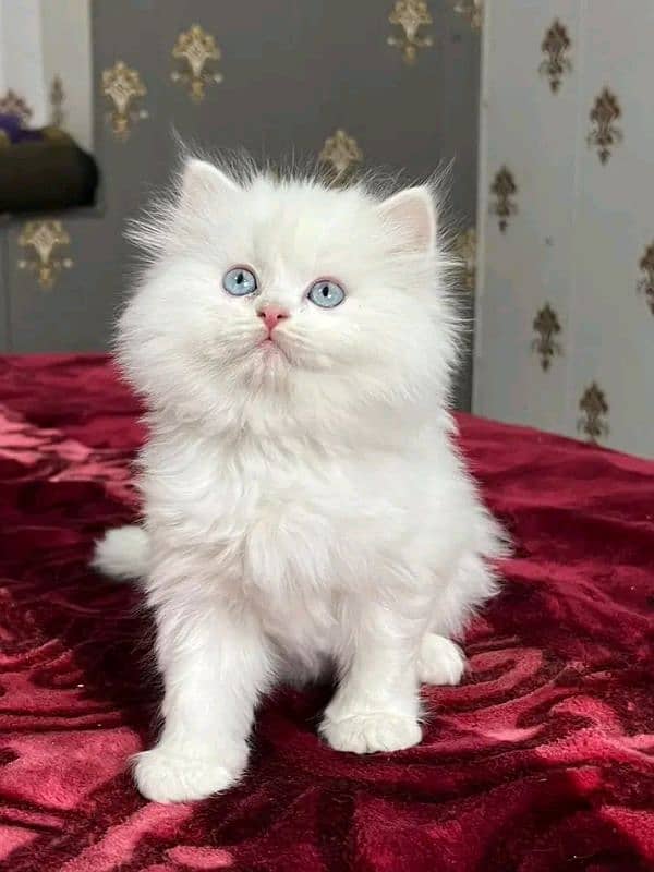 Persian kittens triple coat pair for sale contact Whatsapp 03292450894 1