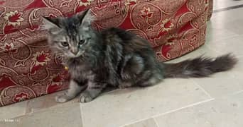 Pure Persian Tabby Doll Face Female Kitten