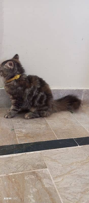 Pure Persian Tabby Doll Face Female Kitten 1