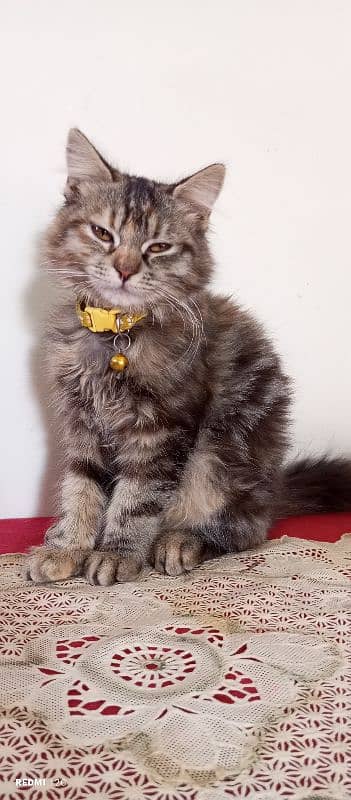 Pure Persian Tabby Doll Face Female Kitten 2