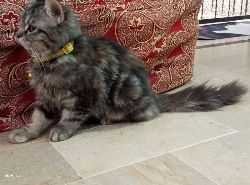 Pure Persian Tabby Doll Face Female Kitten 4