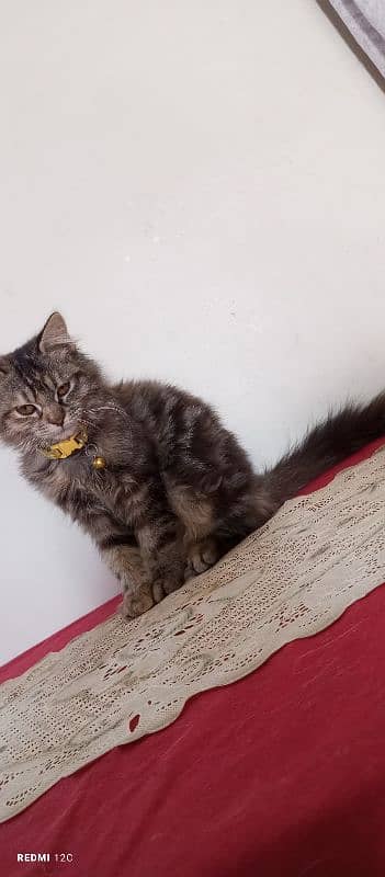 Pure Persian Tabby Doll Face Female Kitten 6