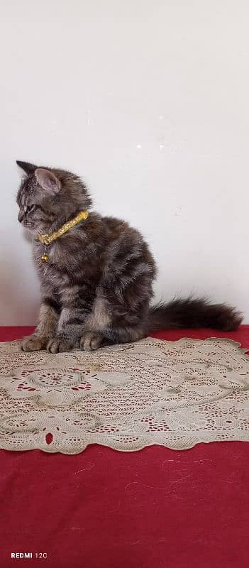 Pure Persian Tabby Doll Face Female Kitten 7