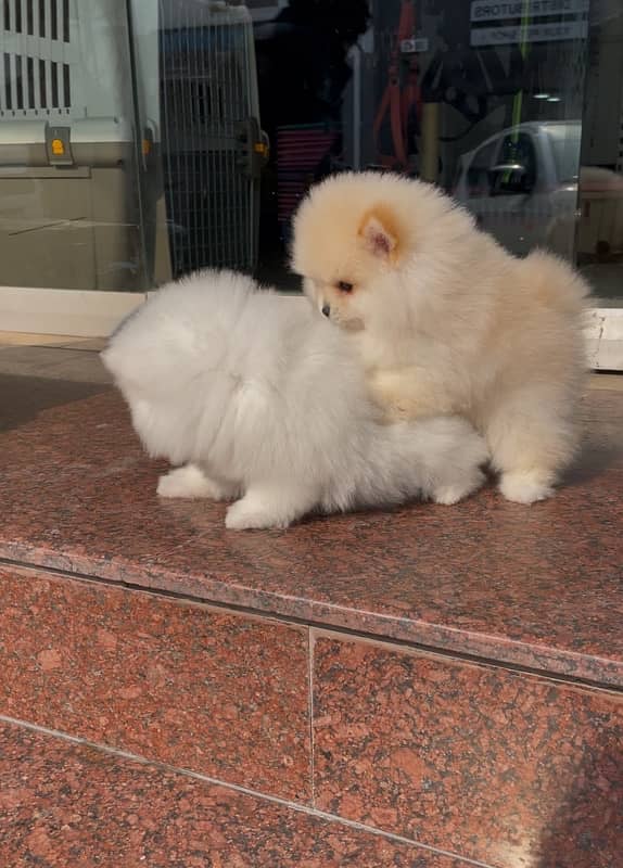 Pomeranian imported male pups 1