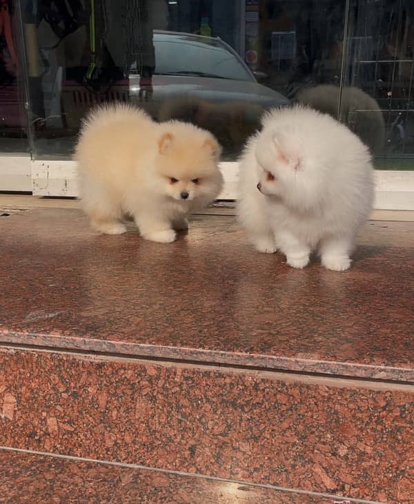 Pomeranian imported male pups 3