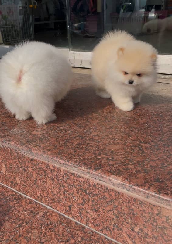 Pomeranian imported male pups 4