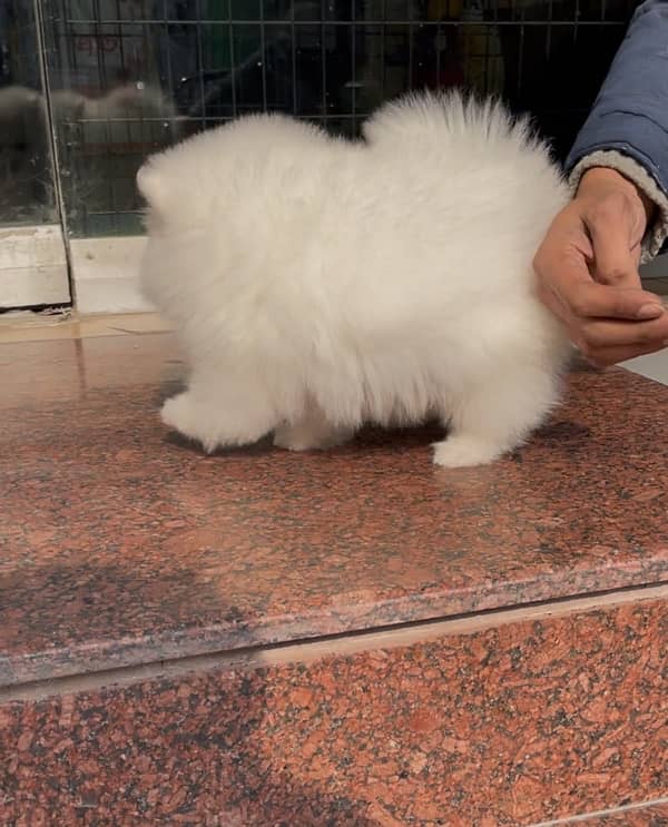 Pomeranian imported male pups 6