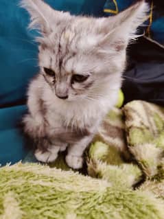 Persian cat Grey colour