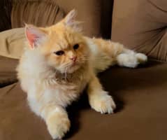 Male ginger persian cat tripple coat