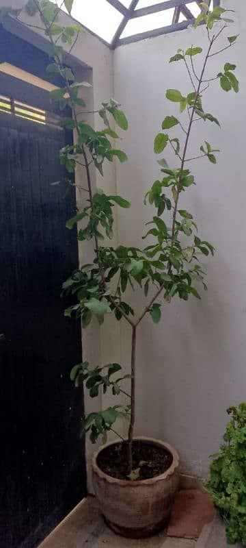 lemon 2 plant 6 ft full patte phal 1