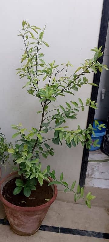 lemon 2 plant 6 ft full patte phal 2