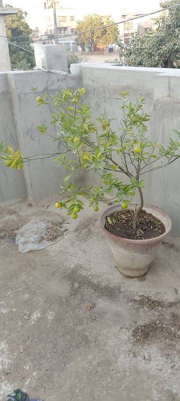 lemon 2 plant 6 ft full patte phal 4