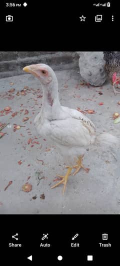 heera aseel pair for sale