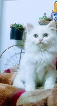 Beautiful Persian Kitten