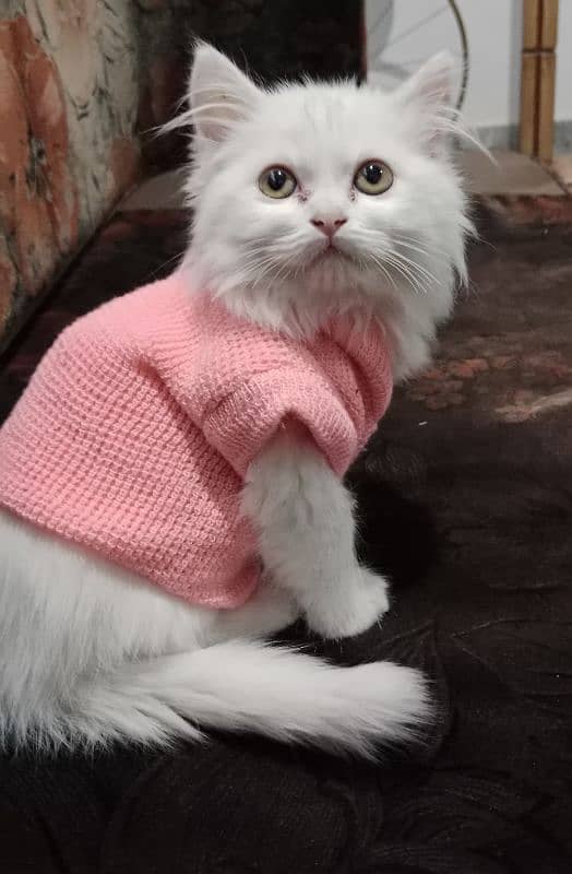 Beautiful Persian Kitten 1