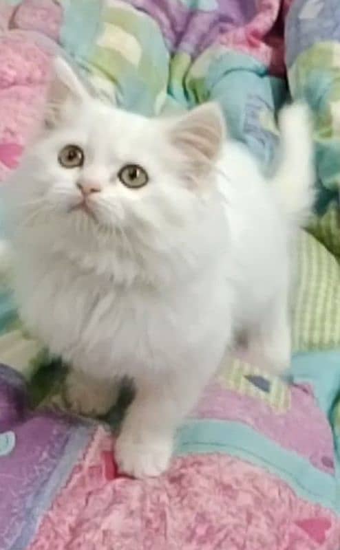 Beautiful Persian Kitten 2