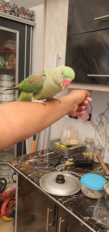 parrot pahari 0