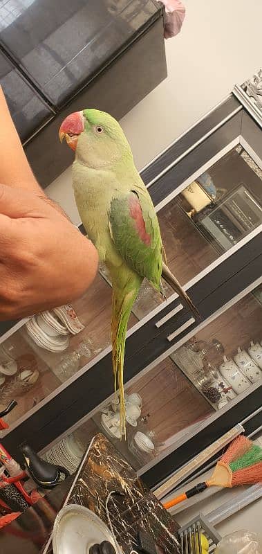 parrot pahari 1