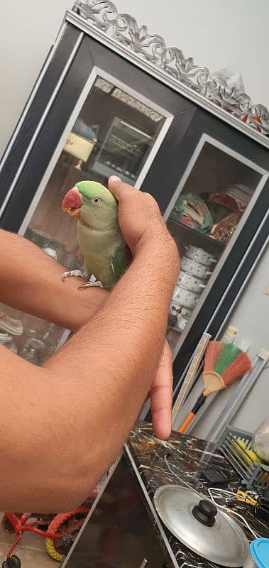 parrot pahari 2