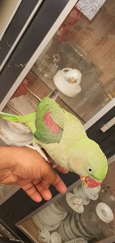 parrot pahari 3