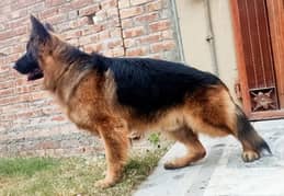 German Shepherd Pedigree Male