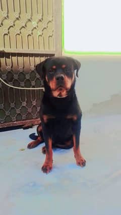 Rottweiler