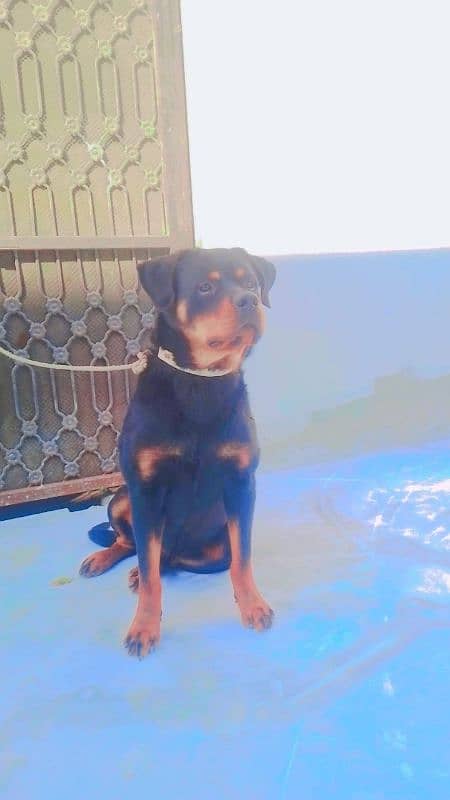 Rottweiler 1