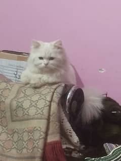 white persian cat triple coat