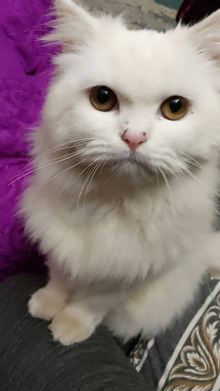 white persian cat triple coat 1