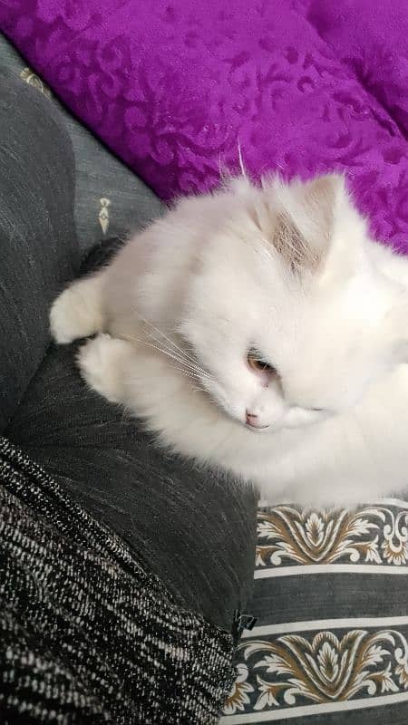 white persian cat triple coat 2