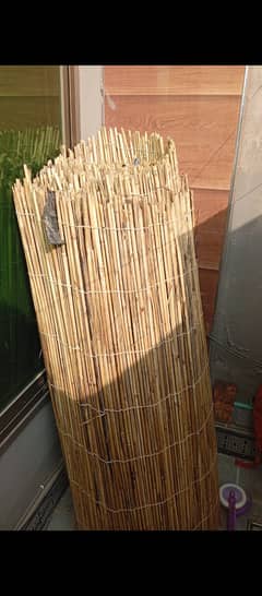 Bamboo fence chick