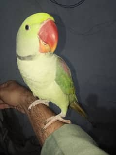 Talking Raw Parrot